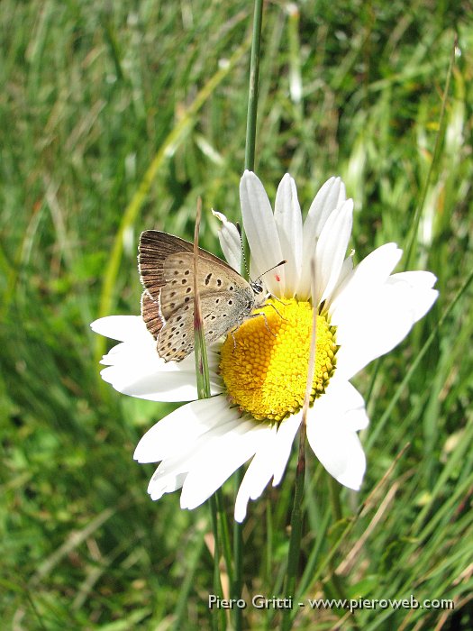 Valcorte 027.jpg - Farfalla su bianca margherita al Passo della Marogella